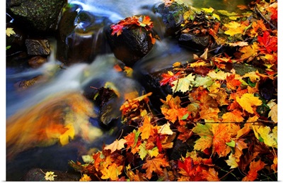 Italy, Trentino-Alto Adige, Trentino, Alps, Stream and maple leaves