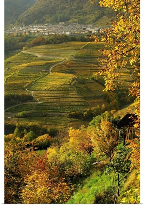 Italy, Trentino-Alto Adige, Trentino, Alps, Val di Cembra, Cembra village and vineyards