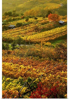 Italy, Trentino-Alto Adige, Trentino, Alps, Val di Cembra, Vineyards near Sevignano