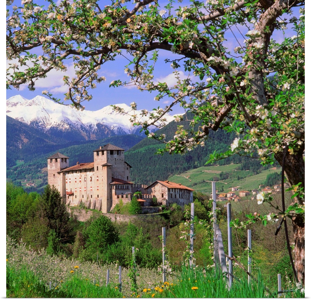 Italy, Trentino, Apple orchard and Castel Cles