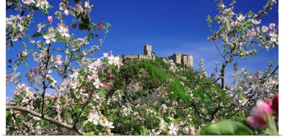 Italy, Trentino, Apple orchard and Castel Pergine