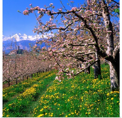 Italy, Trentino, Apple orchard, Castel Valer towards Gruppo di Brenta