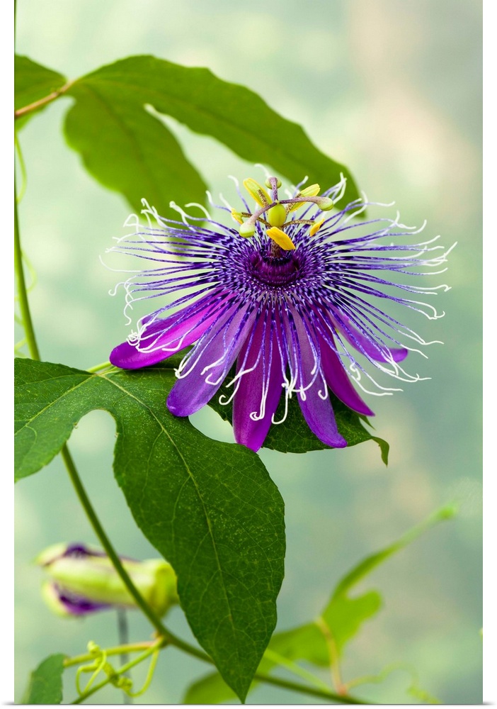 Italy, Lombardy, Cremona district, Trigolo, Passionflower.