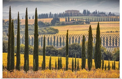 Italy, Tuscany, Brunello Wine Road, Montalcino, Landscape With Sangiovese Vineyards