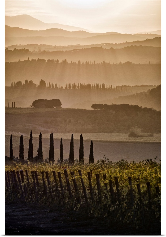 Italy, Tuscany, Brunello wine road, Siena district, Orcia Valley, Montalcino, Landscape with vineyards.