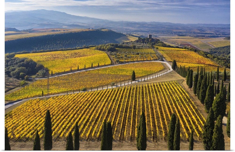 Italy, Tuscany, Brunello wine road, Siena district, Orcia Valley, Montalcino, Vineyards of the Podere di Argiano and the c...