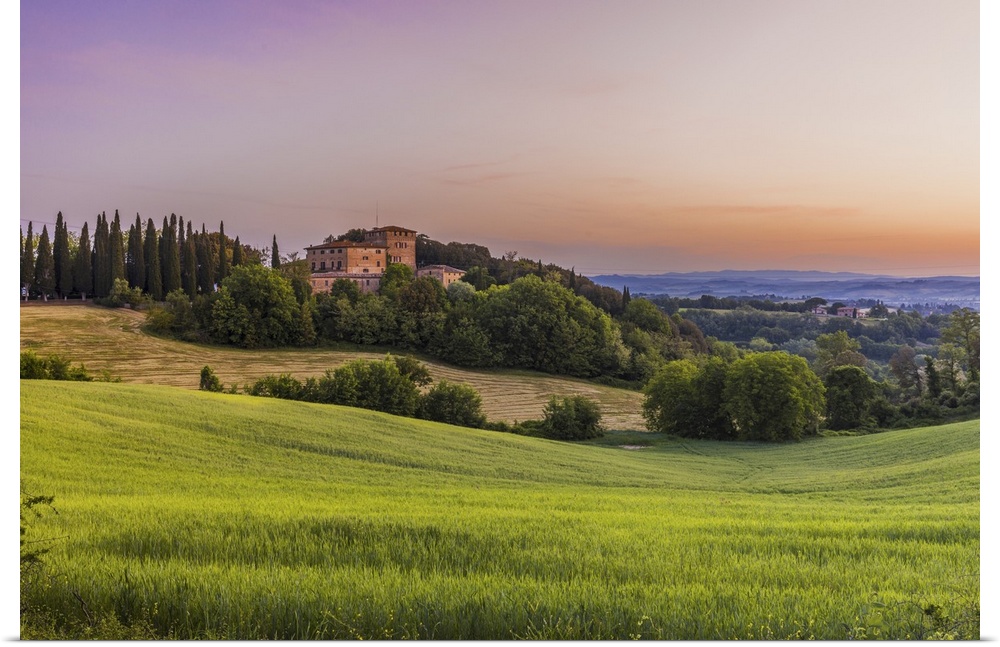 Italy, Tuscany, Siena district, Buonconvento, Wheat fields in Castelnuovo Tancredi locality, near Bibbiano.