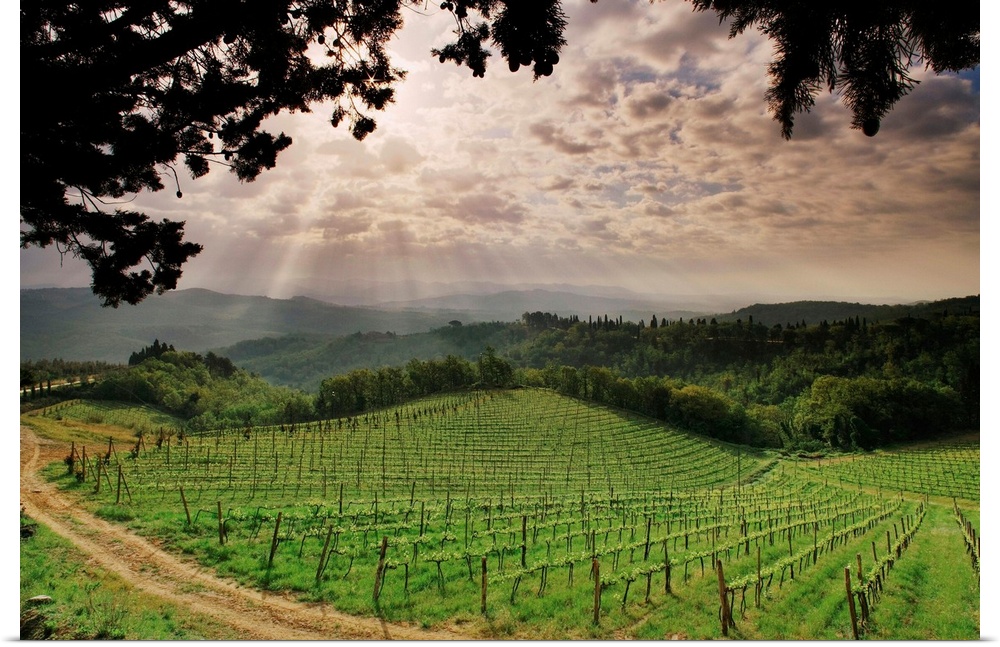 Chianti's landscape at its best in early morning near Vagliagli, between Radda and Castellina.