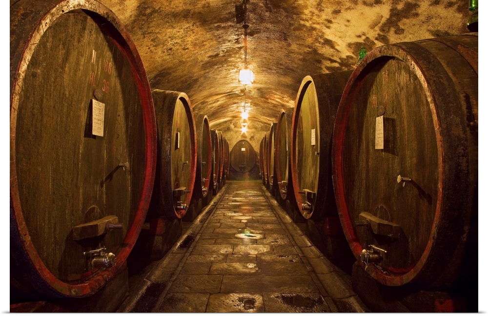 The oldest cellar, dating back in the middle ages, of the Castello d'Albola, one of the biggest vineyards of the Chianti r...