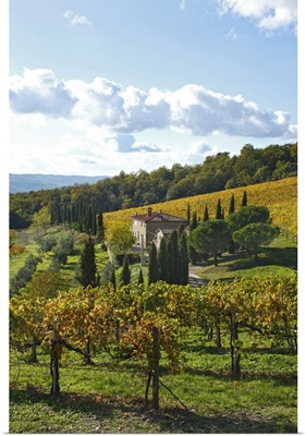 Italy, Tuscany, Chianti, Mediterranean area, Firenze district, Vineyard