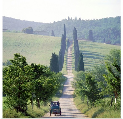 Italy, Tuscany, cypress trees