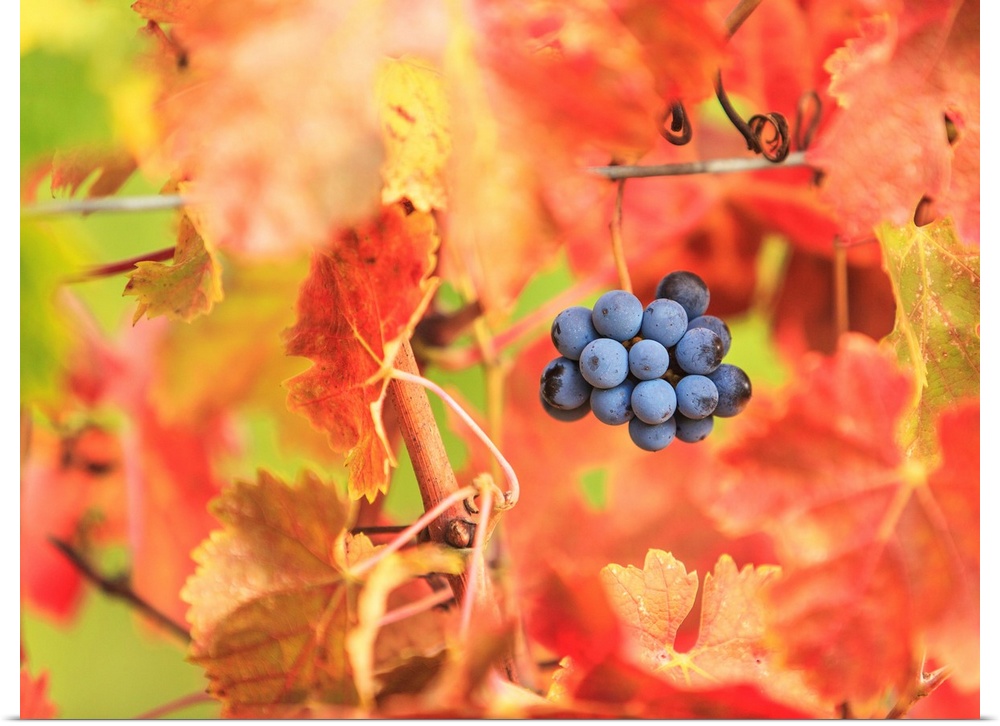 Italy, Tuscany, Firenze district, Chianti, Grape and autumn leaves.
