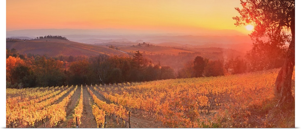 Italy, Tuscany, Gaiole in Chianti, Sunset on Barone Ricasoli vineyards at Brolio castle
