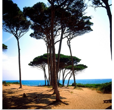 Italy, Tuscany, Golfo di Baratti, pine forest