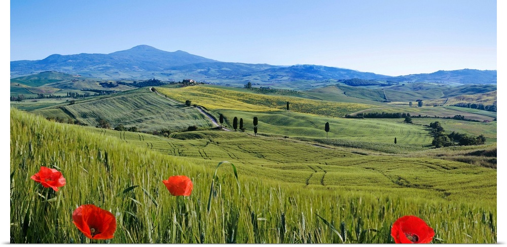 Italy, Tuscany, Mediterranean area, Siena district, Typical landscape