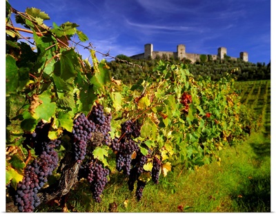 Italy, Tuscany, Monteriggioni, Chianti vineyards