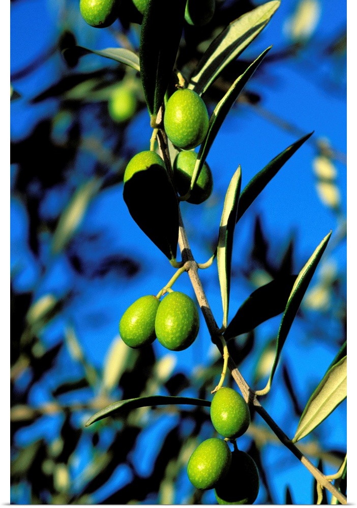 Italie - Toscane - Province de Sienne - Olive - olivier