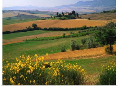 Italy, Tuscany, Orcia Valley, hills with cypress tress