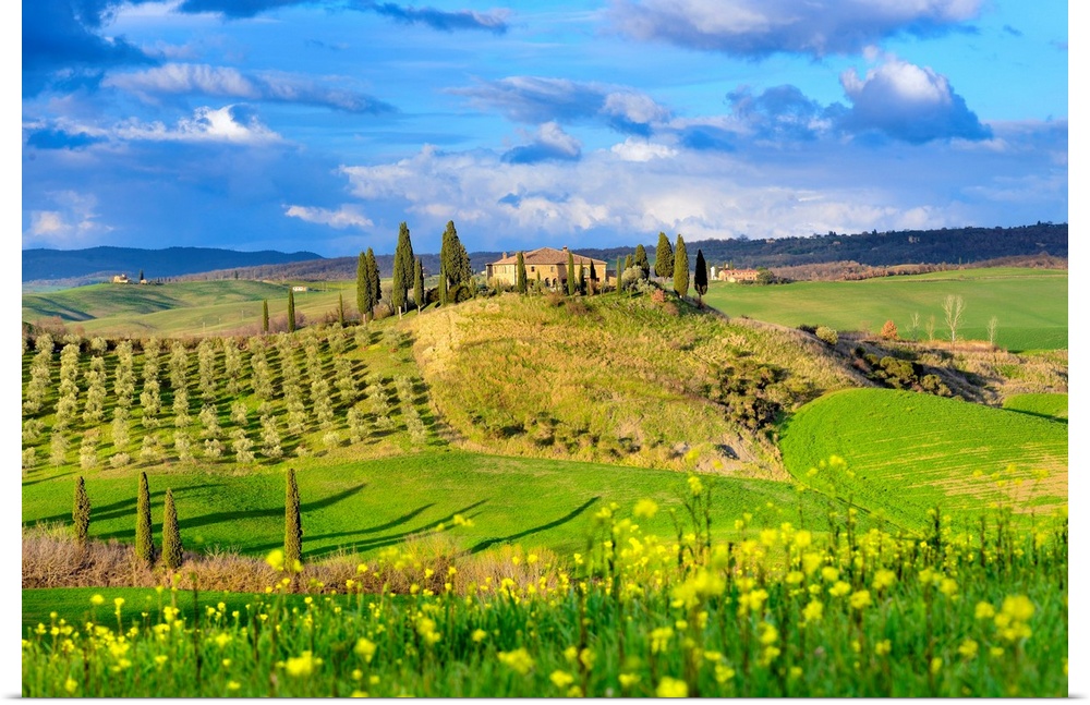 Italy, Tuscany, Siena district, Orcia Valley, Hilly landscape with farmhouse and blooming fields.