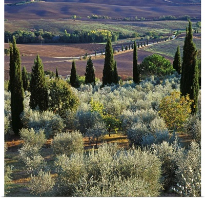 Italy, Tuscany, Orcia Valley, Landscape with cypress and olive trees