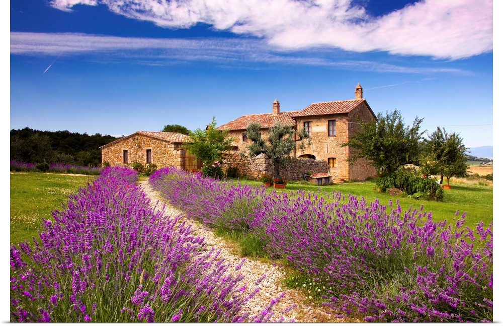 Italy, Tuscany, Orcia Valley, road to Montichiello, typical country house and lavender
