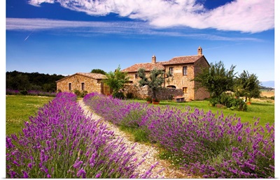 Italy, Tuscany, Orcia Valley, road to Montichiello, typical country house and lavender
