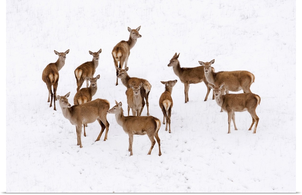 Italy, Tuscany, Red deer in the snow.