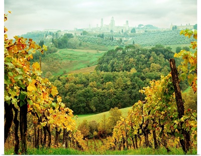 Italy, Tuscany, San Gimignano, Vineyards and San Gimignano in background