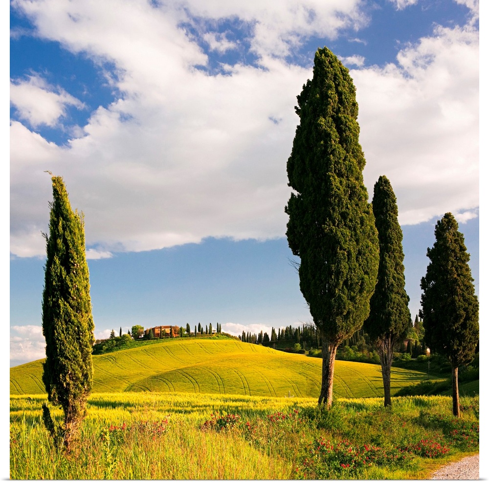 Italy, Tuscany, Siena district, Crete Senesi, Landscape near Siena.