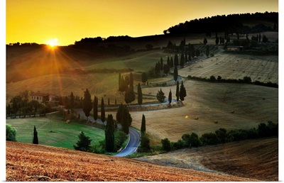 Italy, Tuscany, Siena district, Orcia Valley, Tree lined road near Pienza