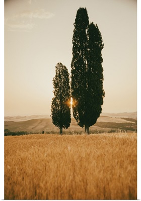 Italy, Tuscany, Siena District, Orcia Valley, Typical Tuscan Landscape With Cypresses