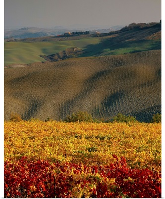 Italy, Tuscany, Siena, Hills and vineyard near Montalcino