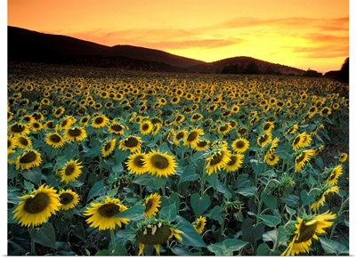 Italy, Tuscany, Sunflowers
