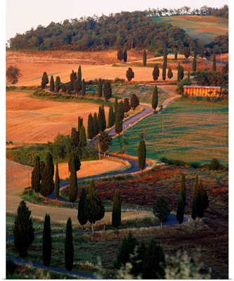 Italy, Tuscany, tree lined road near Pienza