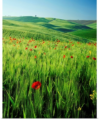 Italy, Tuscany, Val d'Orcia, lush field with wild flowers and cypress tree