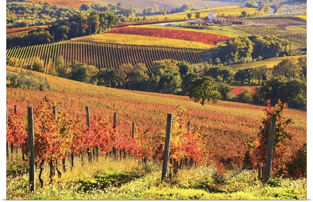 Italy, Umbria, Mediterranean area, Perugia district, Autumnal vineyards near Gualdo Cattaneo