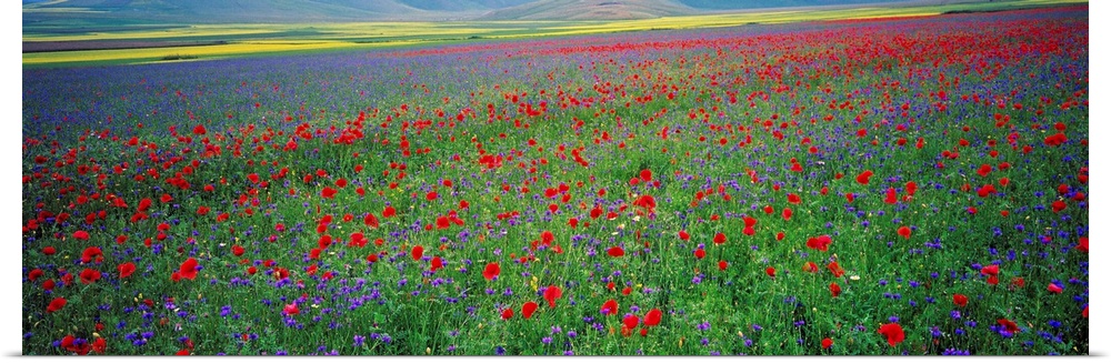 Italy, Umbria, Castelluccio di Norcia, Flowers on Pian Grande Plateau.