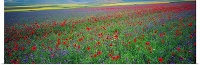 Italy, Umbria, Castelluccio di Norcia, Flowers on Pian Grande Plateau