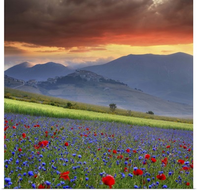 Italy, Umbria, Castelluccio di Norcia, Wild flowers on Pian Grande plateau