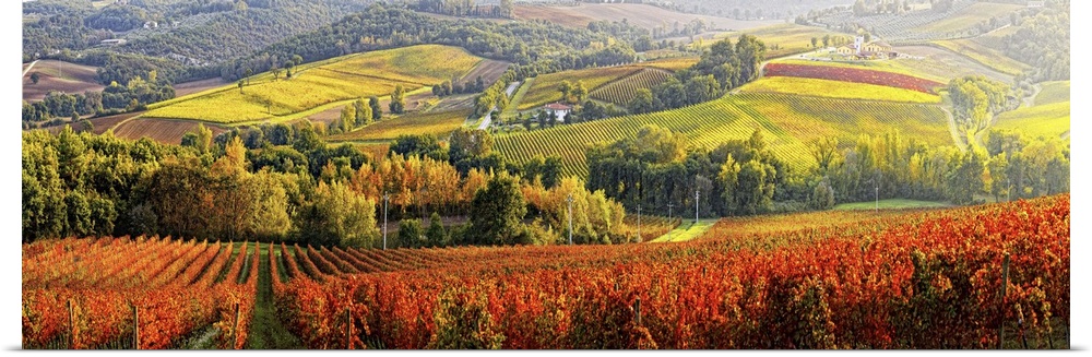 Italy, Umbria, Mediterranean area, Perugia district, Gualdo Cattaneo, Colpetrone winery, vineyards