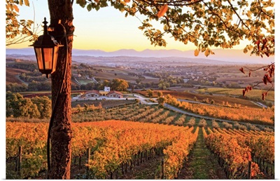 Italy, Umbria, Mediterranean area, Perugia district, Autumn, Vineyards near Montefalco