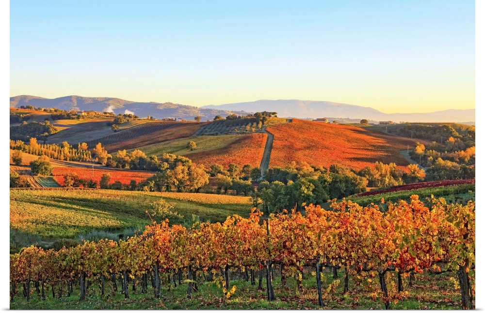 Italy, Umbria, Mediterranean area, Perugia district, Autumnal Vineyards near Montefalco