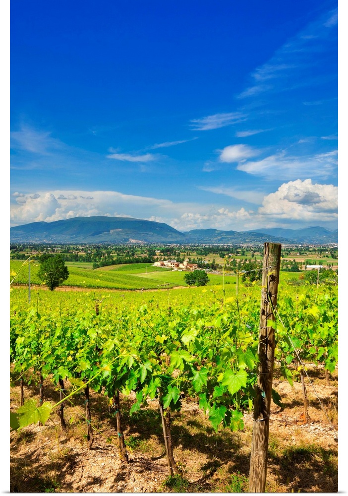 Italy, Umbria, Mediterranean area, Perugia district, Vineyard near Montefalco