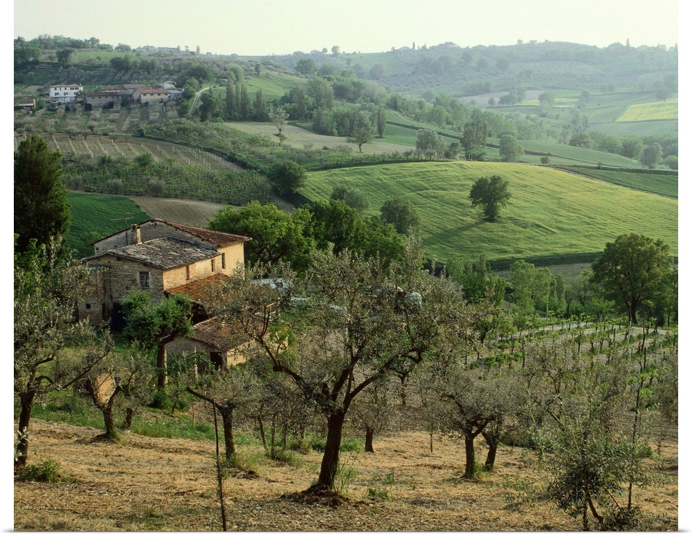 Italy, Umbria, Montefalco, olive trees