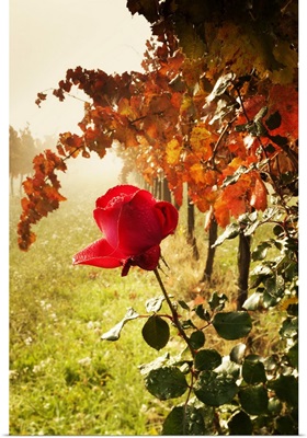 Italy, Umbria, Montefalco, Sagrantino vineyards on a foggy autumn morning