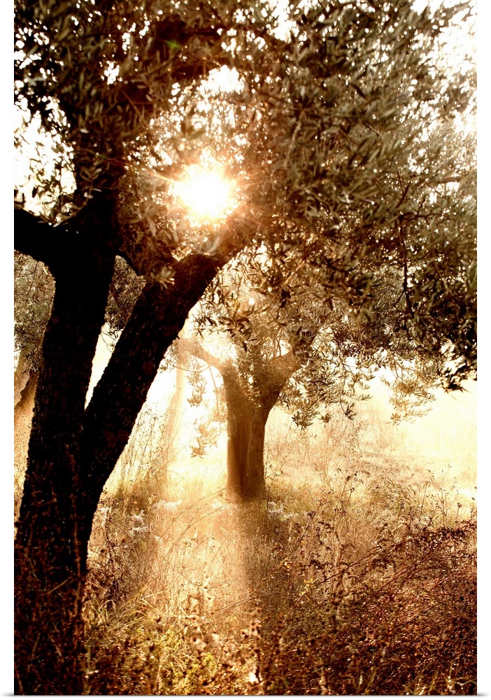 Italy, Umbria, Perugia district, Fog on the hills near Montefalco in the morning