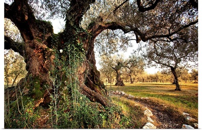 Italy, Umbria, Perugia district, Olive tree near Giano dell'Umbria village