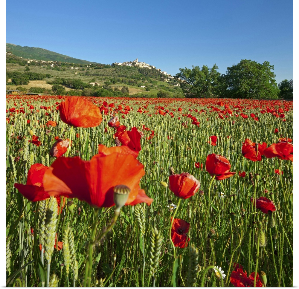 Italy, Umbria, Perugia district, Trevi, Poppy field and the town in spring