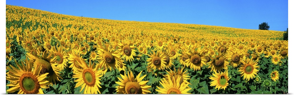 Italy, Umbria, Sunflower field