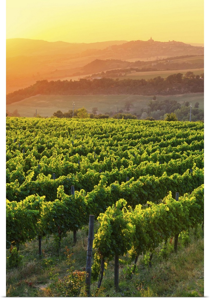 Italy, Umbria, Todi, Vineyards near Todi at sunset